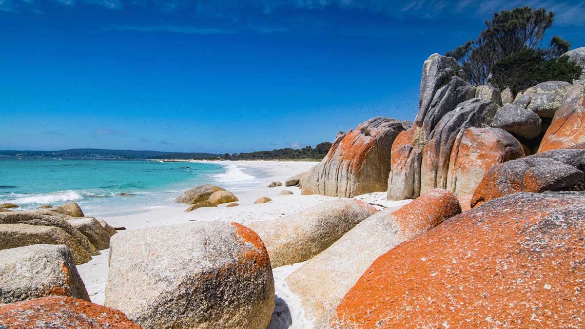 Trees & Rain — Bay of Fires, Tasmania